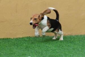 صور كلب بيجل للبيع أسعار كلاب بيجل للبيع في دبي والشارقة أفضل سعر كلب بيجل للبيع (1)