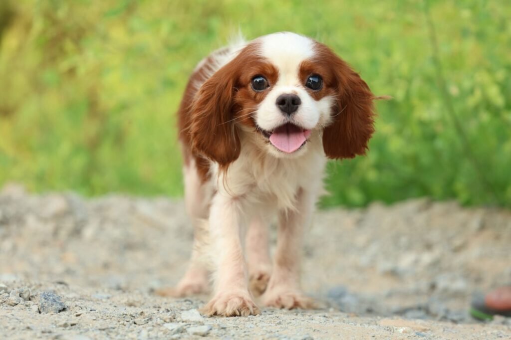 كافالير كينج تشارلز