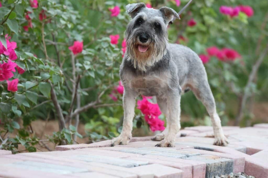 كلاب شناوزر