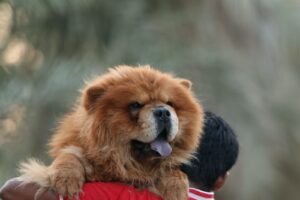 صور كلب بيجل للبيع أسعار كلاب بيجل للبيع في دبي والشارقة أفضل سعر كلب بيجل للبيع (1)