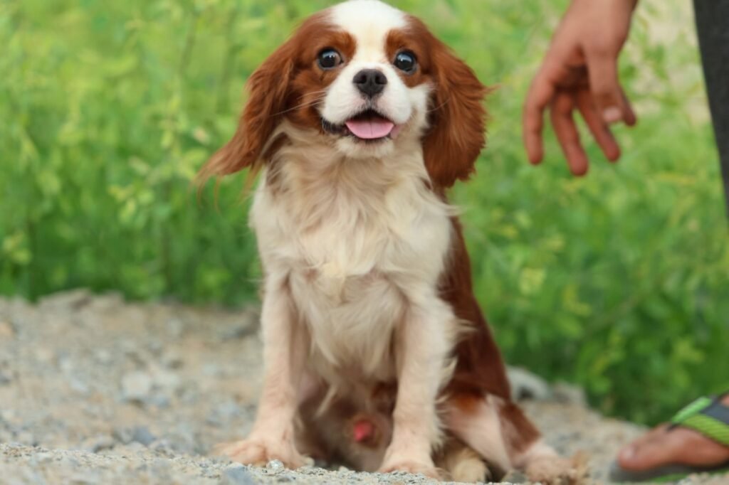 كلب كافالير كينج تشارلز سبانيل