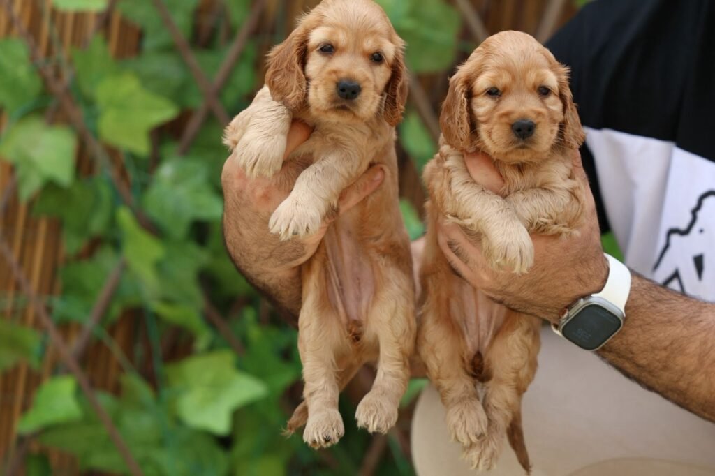 كوكير في الإمارات