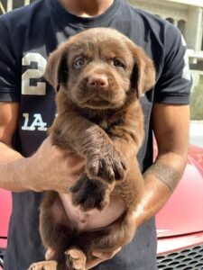 لابرادور ريتريفر لابرادور ريتريفر للبيع جرو لابرادور ريتريفر للبيع في دبي والشارقة وابو ظبي