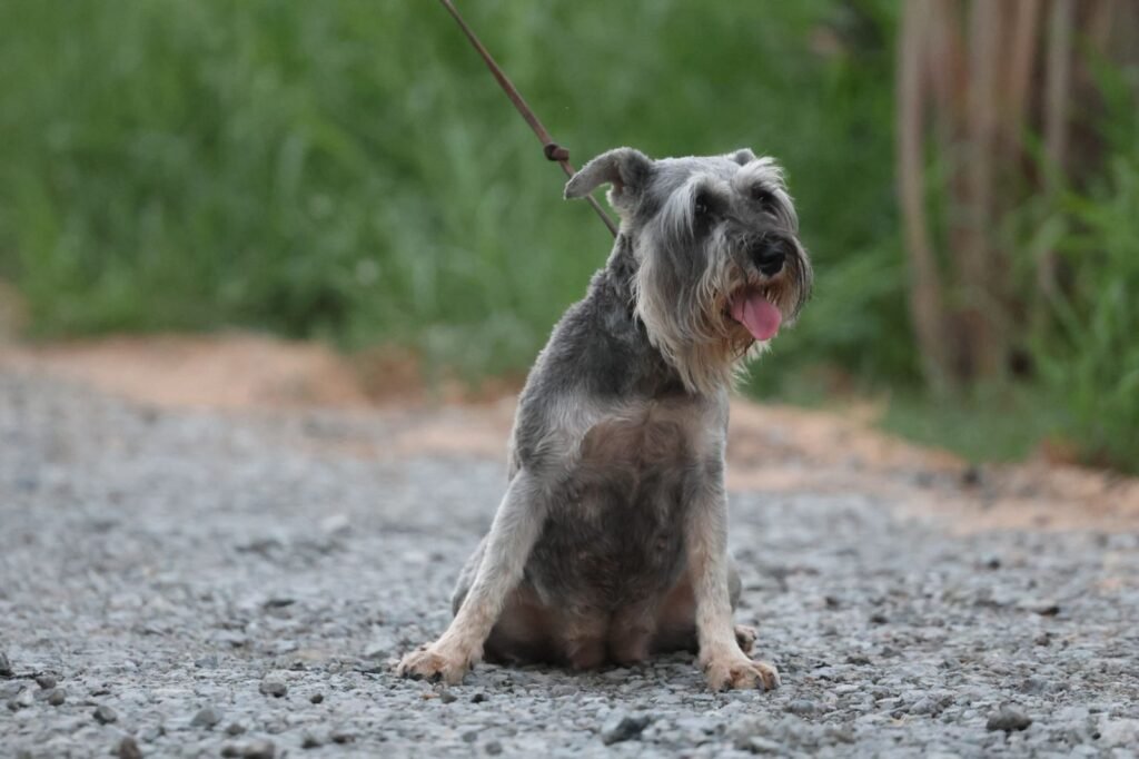 افضل انواع كلاب الحراسة في الإمارات