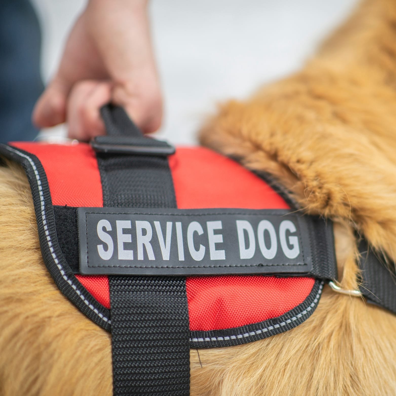 بيع كلاب جولدن محلات بيع كلاب جولدن