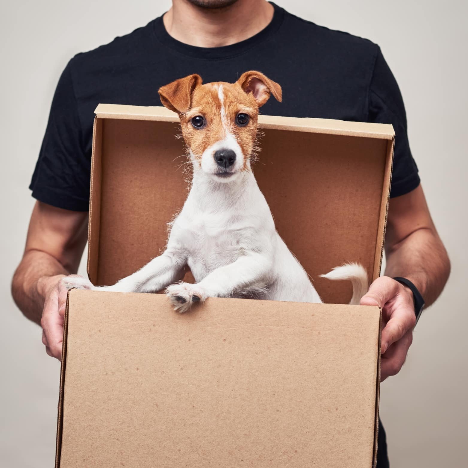 محلات بيع كلاب في دبي اماكن بيع كلاب محل بيع كلاب مواقع بيع كلاب