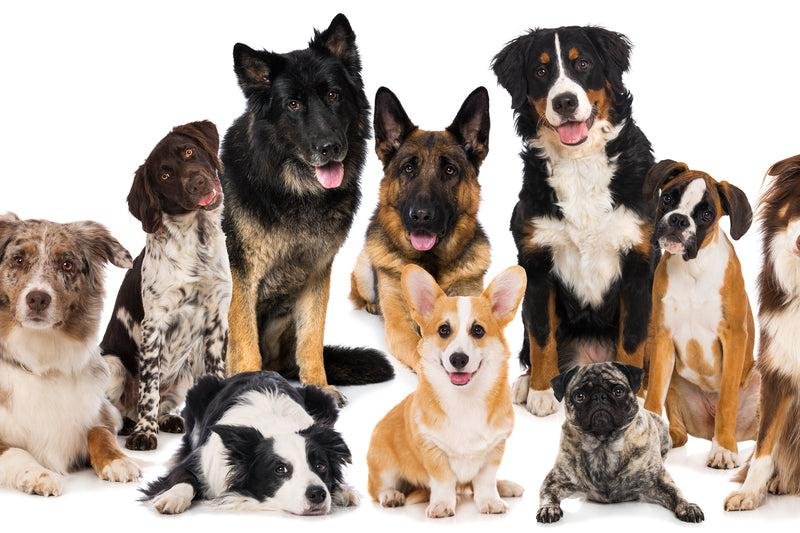Popular Dog Breeds Available in UAE