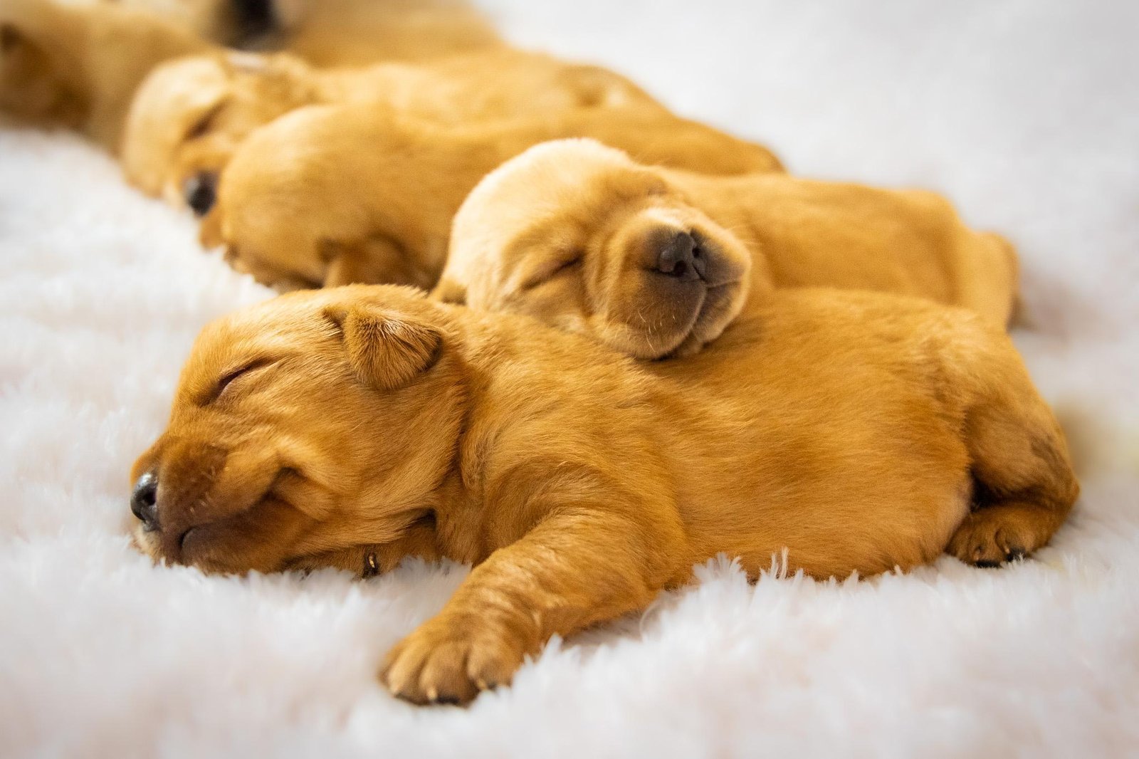 Responsible Breeding Standards Matter