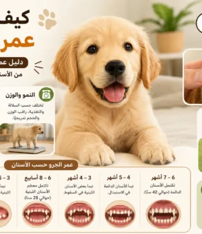 كم جرو تلد الكلاب الهاسكي كم جرو تلد الكلاب الجريفون كم جرو تلد كلاب البوميرانيان