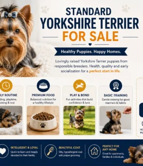 standard yorkshire terrier for sale