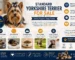 standard yorkshire terrier for sale