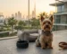 Yorkshire terrier dubai
