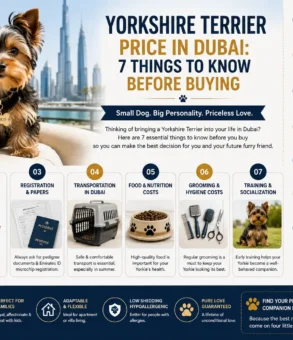 Yorkshire Terrier Price in Dubai