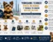 Yorkshire Terrier Price in Dubai