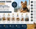 yorkshire terrier puppy for sale